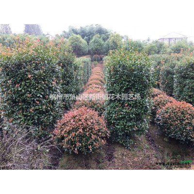 枣树、木瓜枣树、梨树