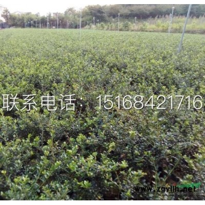 马尼拉、百慕大、麦冬等各类草坪