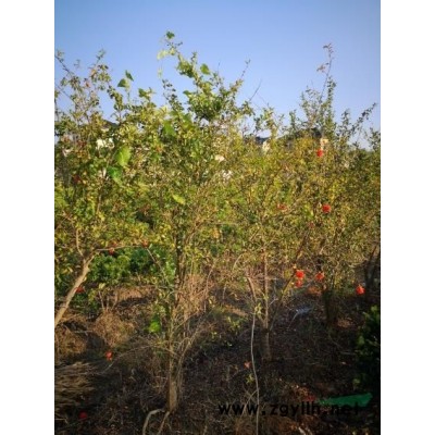 萧山元亨苗圃 大量供应 玉簪  吴风草 韭萱草等各类工程用苗