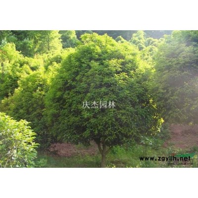 樱花图片\樱花报价