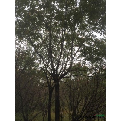 精品榉树行情报价\精品榉树图片展示