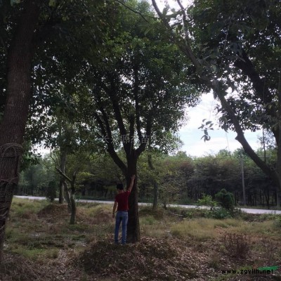 大规格移栽香樟图片\大规格移栽香樟报价