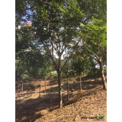 垂柳报价/浙江垂柳报价