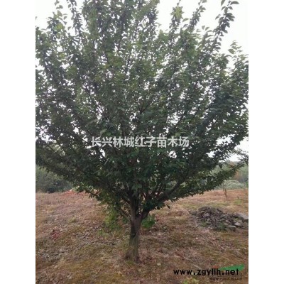 浙江移植香樟树量大，便宜出售
