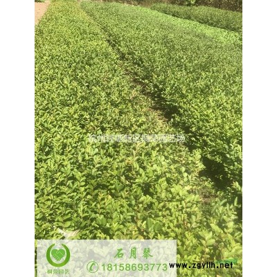 红花酢浆草杯苗
