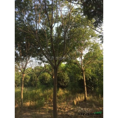 浙江大量供应工程苗香樟