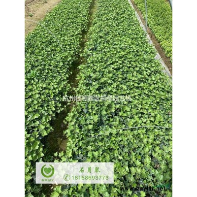 花叶栀子大杯