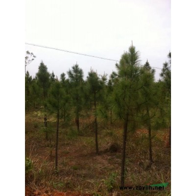 浙江大规格移栽香樟*新供应