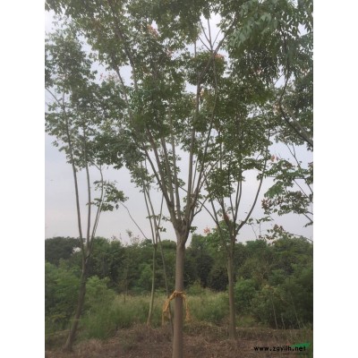 浙江大规格杨梅介绍