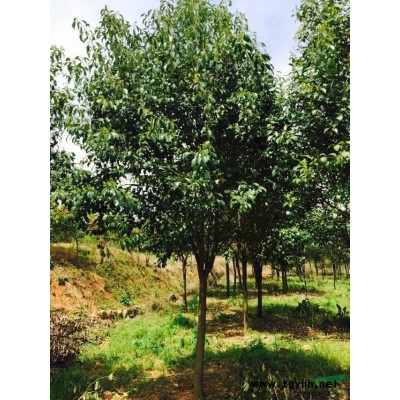 大量供应工程黄山栾树