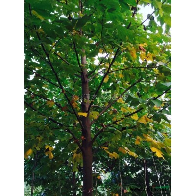 大量供应骨架香樟15-35公分