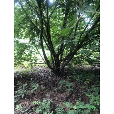 浙江省余姚市四明山镇唐田庆杰园林长期供应五针松，红枫，樱花，海棠等苗