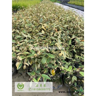 树木支撑架烤漆抱箍