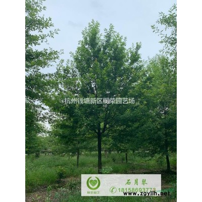 萧山细叶麦冬