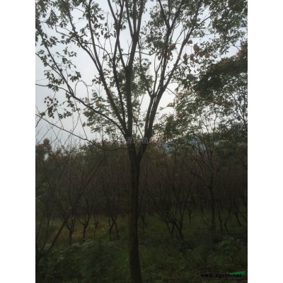 浙江精品乌桕*新供应