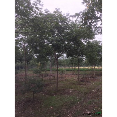 无患子1报价/浙江无患子1报价