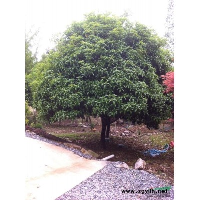 浙江乌桕1介绍