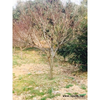 浙江独干红叶石楠1介绍