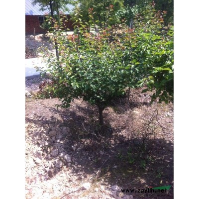 浙江精品乌桕图片