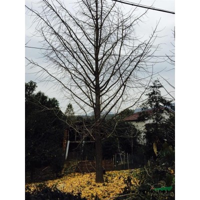 浙江精品朴树介绍