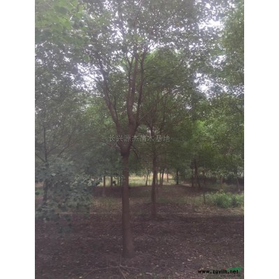 浙江长兴大量供应精品马褂木