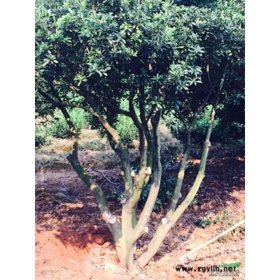 乌桕2行情报价\乌桕2图片展示