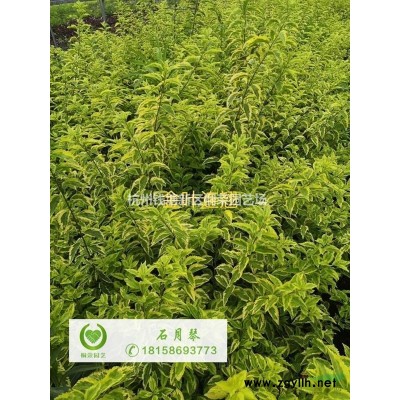 小叶栀子大杯H30-35