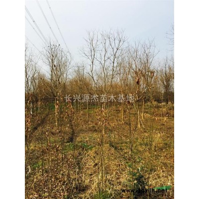 精品红玉兰行情报价\精品红玉兰图片展示