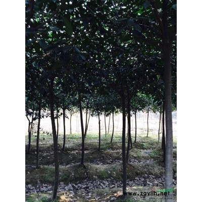 大叶女贞报价/浙江大叶女贞报价