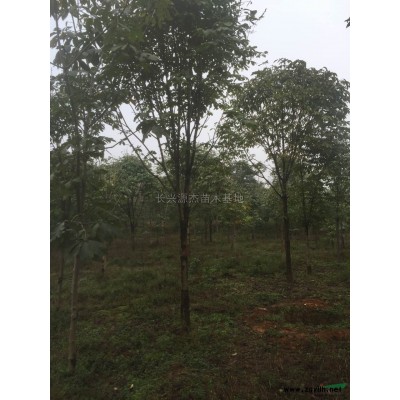 独干红叶石楠2图片\独干红叶石楠2报价