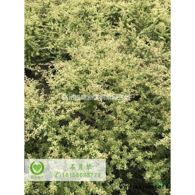 丛生鸡爪槭美植袋