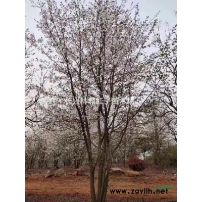 浙江红梅