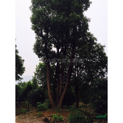 浙江精品乌桕
