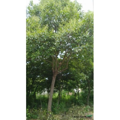 浙江精品朴树信息