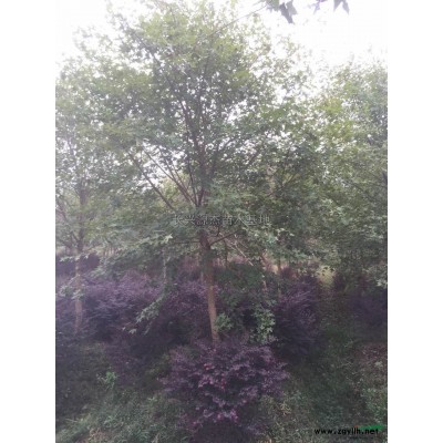 大规格移栽香樟*新价格/大规格移栽香樟报价