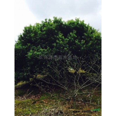 浙江大规格移栽榉树*新报价/大规格移栽榉树图片