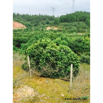 浙江长兴大量供应5-18公分举树