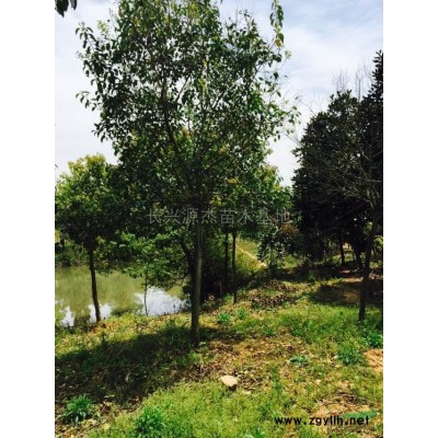 浙江水杉2*新报价/水杉2图片