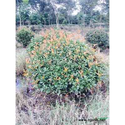 大规格移栽榉树报价/浙江大规格移栽榉树报价