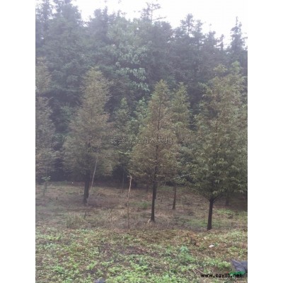 长兴大量供应精品乌桕