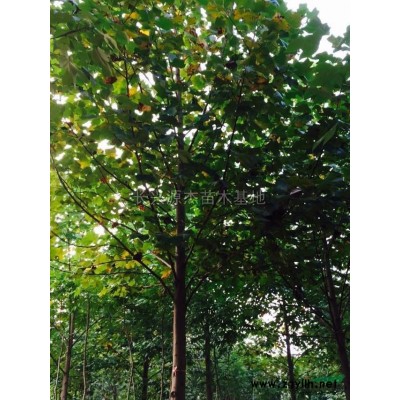 浙江地区供应精品乌桕