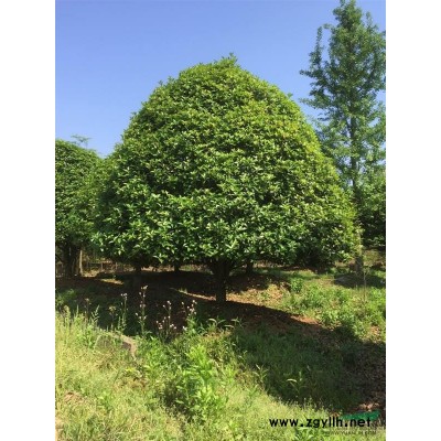 浙江油松2*新报价/油松2图片