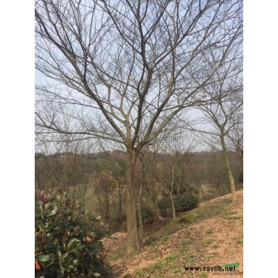 香樟2*新价格/香樟2报价