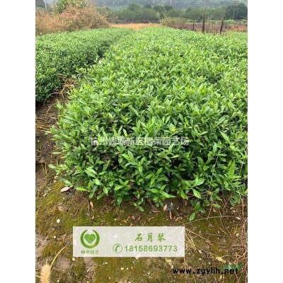 娜塔栎15-28