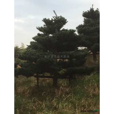 精品栾树图片\精品栾树报价