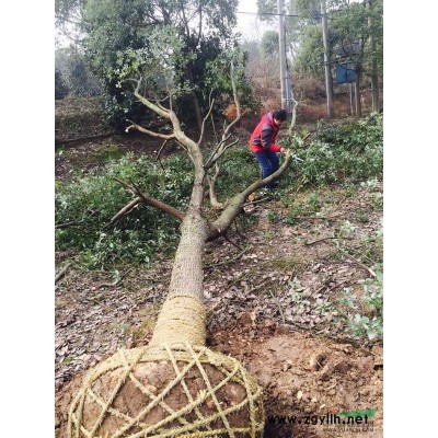 水杉1报价/浙江水杉1报价