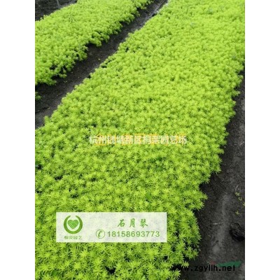 萧山冬季紫娇花