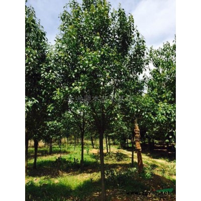 垂柳图片\垂柳报价