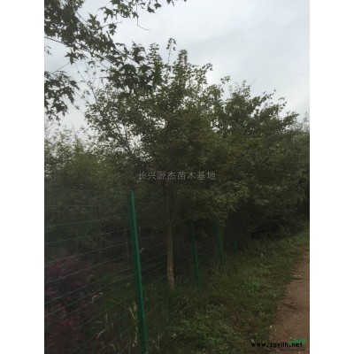 浙江地区大量供应个种小苗