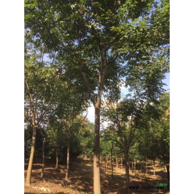 浙江美人梅2信息